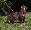 PetSafe Come with Me Kitty Dusty Rose & Burgundy Harness and Bungee Leash for Cats