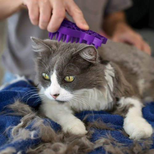 KONG Cat Zoom Groom